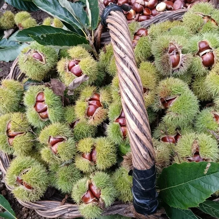 【老树中小果】25年新鲜燕山油栗香甜软糯迁西板栗好去壳生栗子