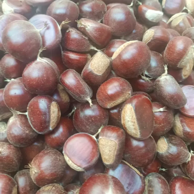 正宗迁西板栗（中大果）