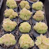 量拍42号 果冻白天鹅麦秆大群生五头起一个