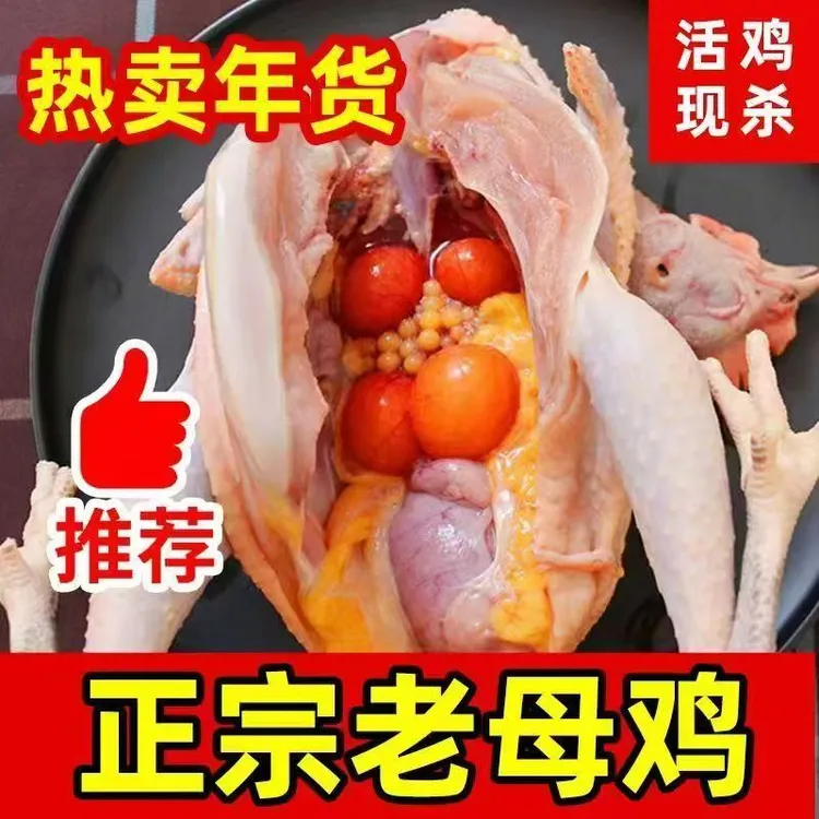 贵州深山散养走地老母鸡不含内脏净重 包冰率不含冰