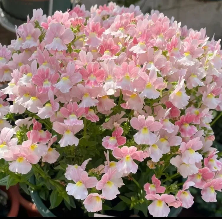 芳香龙面花花苗盆栽阳台庭院四季开放易爆花