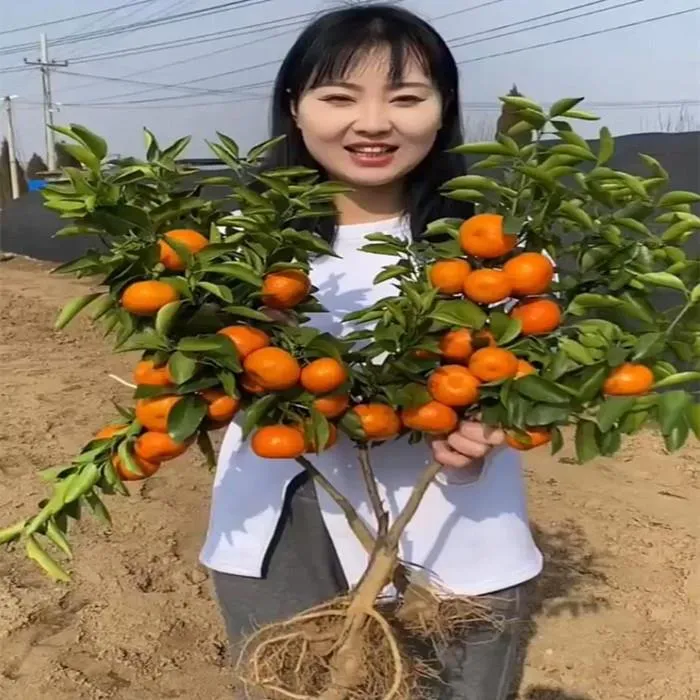 沙糖桔树苗地栽盆栽南方北方种植橘子树苗柑桔果树果苗嫁接砂糖橘