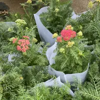 食草勤花品种，盆栽四季开花多年生适合阳台庭院