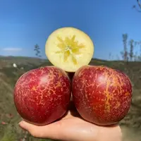 【高端苹果】云南昭通冰糖心丑苹果现摘现发当季脆甜多汁新鲜水果