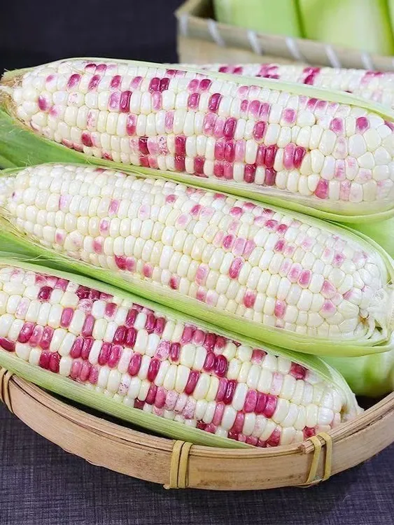 广西五彩花糯玉米甜糯玉米新鲜甜糯玉米