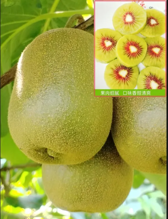 〔嘉宾推荐〕重庆高山红心猕猴桃当季新鲜香甜多汁产地直发