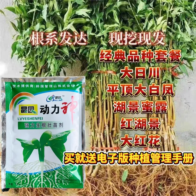 叶面肥，大日川，白风