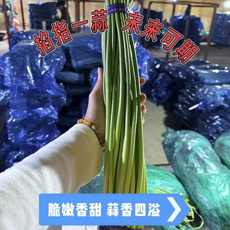  2025年金乡精品掐头去尾净菜蒜苔蒜苔新鲜蒜毫头茬鲜嫩蒜薹白苔