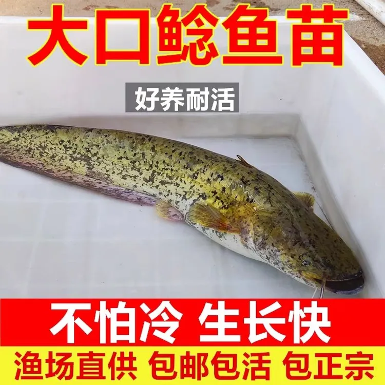 淡水南方大口鲶鱼大号土鲶鱼批发鱼苗出售附近