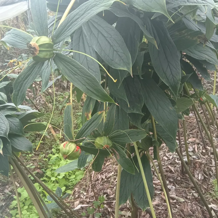 云南七叶一枝花盆栽黄花草药重楼耐寒驱蚊绿植草本植物农家
