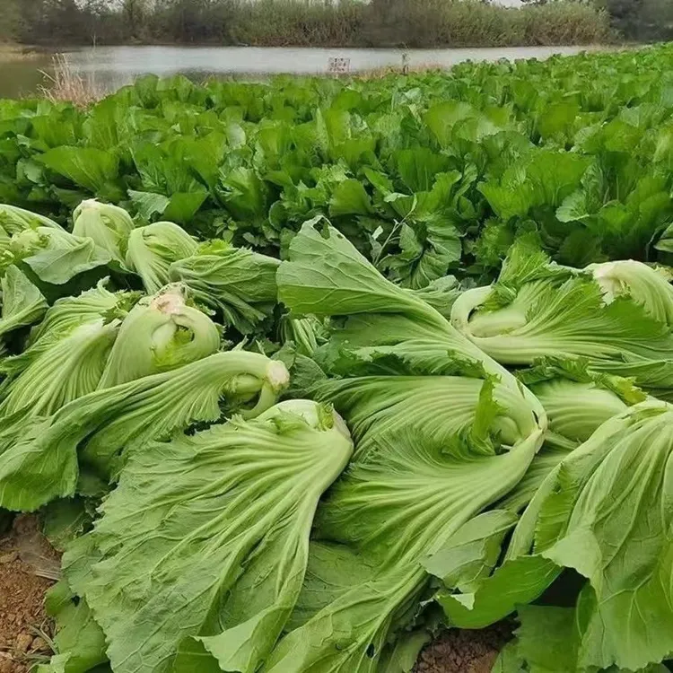 新鲜包心芥菜青菜贵州苦菜大叶农家新鲜蔬菜露天种植可腌制酸菜