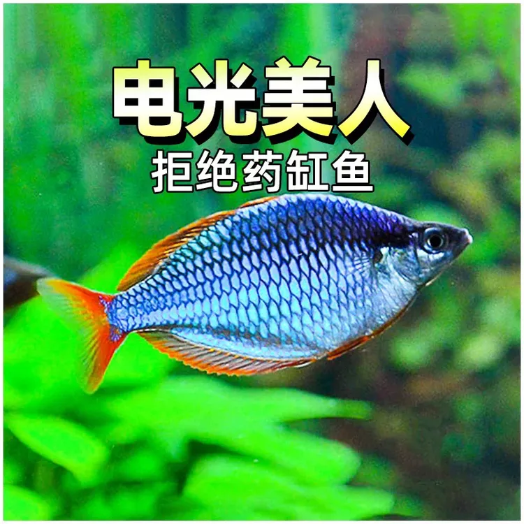 电光美人鱼小型热带观赏鱼淡水混养耐活群游