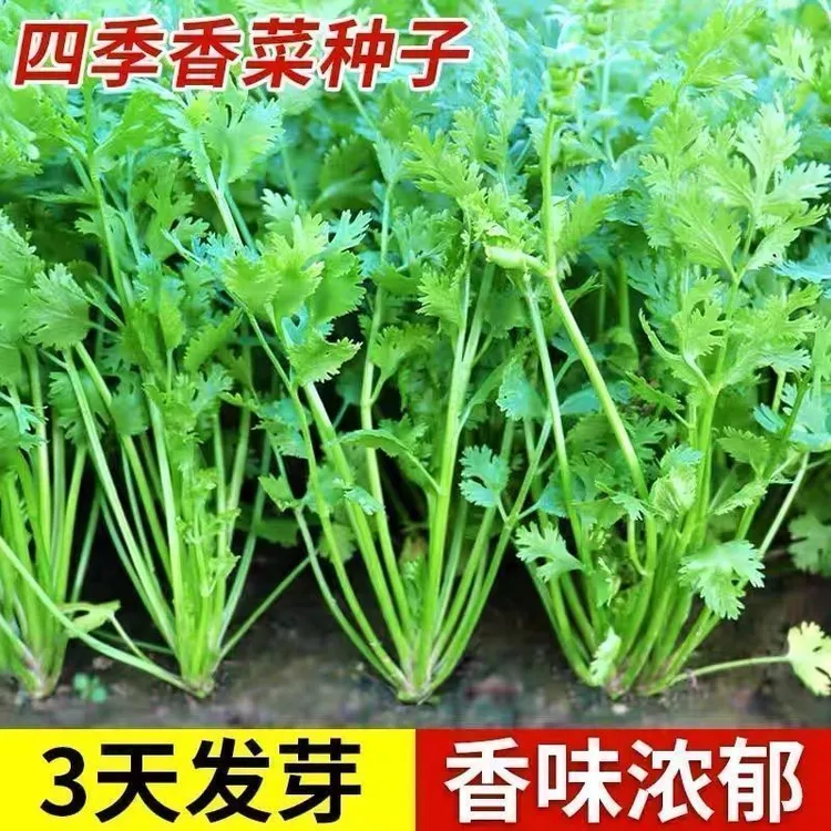 香菜种子四季易种耐热耐抽苔阳台水果蔬菜种子水果农家四季香菜