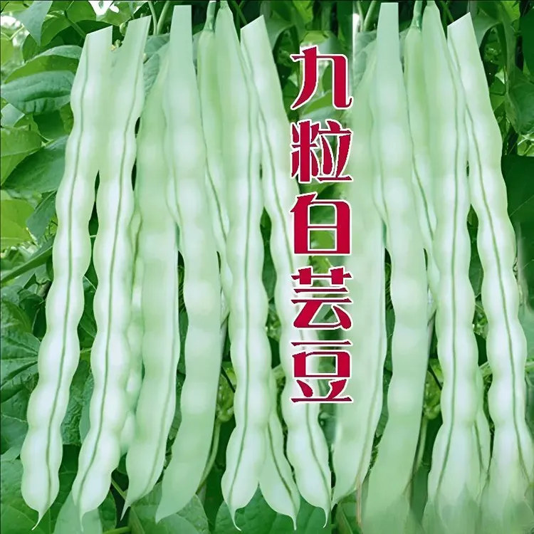 下单就发3包】四季九粒白芸豆种子白不老豆角四季早熟老来少豆籽 