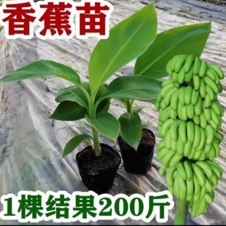 广西正宗香蕉王粉蕉苗矮化小米蕉香蕉树苗结果快庭院种植广西发货