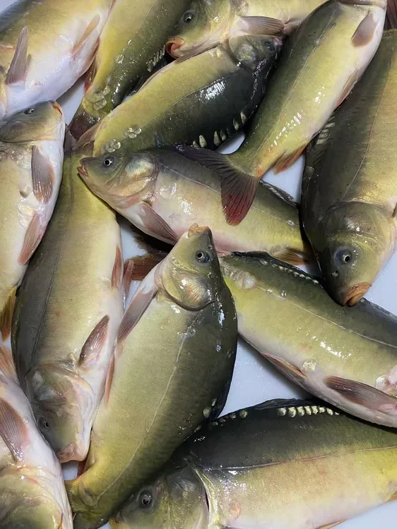 【顺丰包邮】东北特产二龙湖三道鳞鱼新鲜鲤鱼（5-6斤）冰鲜发货