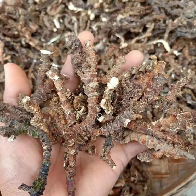 菖艾園整条石菖蒲干货天然端午香包香囊DIY原材料