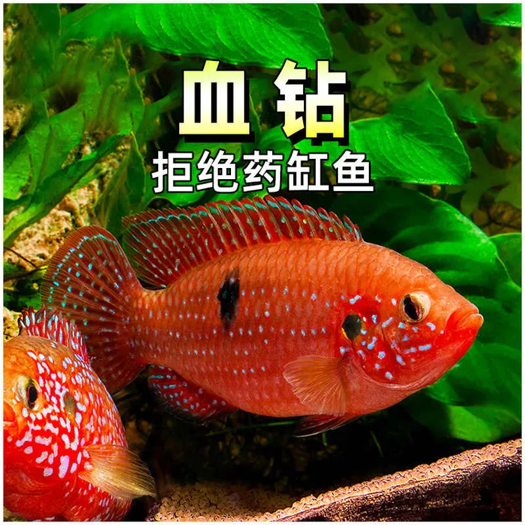 【包活7天】谁说水火不容？我养了一缸‘水中火’！血钻红宝石鱼太燃了！