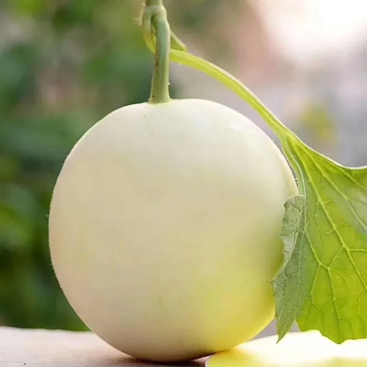 云南头茬糖心蜜罐香瓜小蜜蜂甜瓜香甜脆产地现摘现发个别网纹