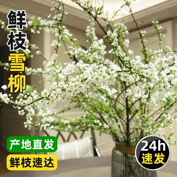 云南鲜枝雪柳鲜花基地直发精选干枝雪柳遇水开花家居年宵装饰点缀