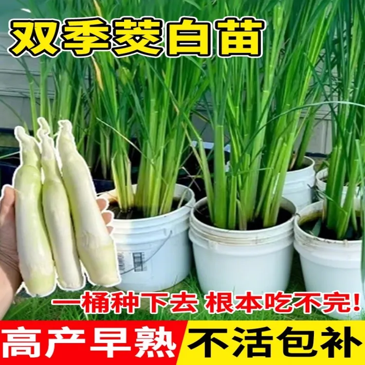 茭白种苗高瓜根苗单季双季茭白苗茭瓜苗高笋种根早熟改良型