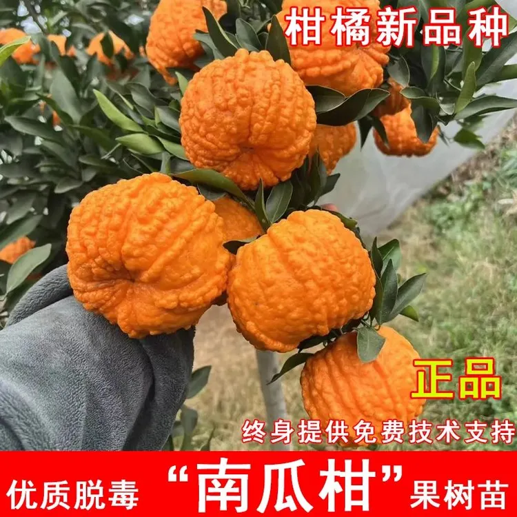 新品种南瓜柑树苗灯笼南瓜蜜橘苗盆地栽庭院种植南方北方当年结果