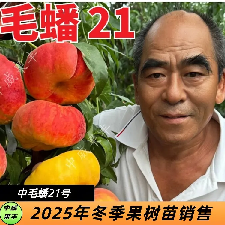 中蟠21号黄毛蟠8月下旬成熟挂树期长耐储运抗旱抗寒果树