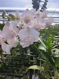 预售量拍｜进口泰秋洋兰桃圆圆保苗不保护花2苗以上发货