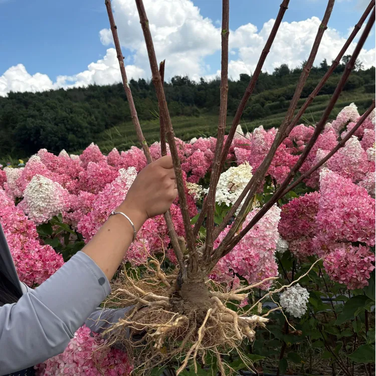 【五年老苗】草莓冰淇淋绣球花圆锥绣球千亩绣球花基地现挖现发