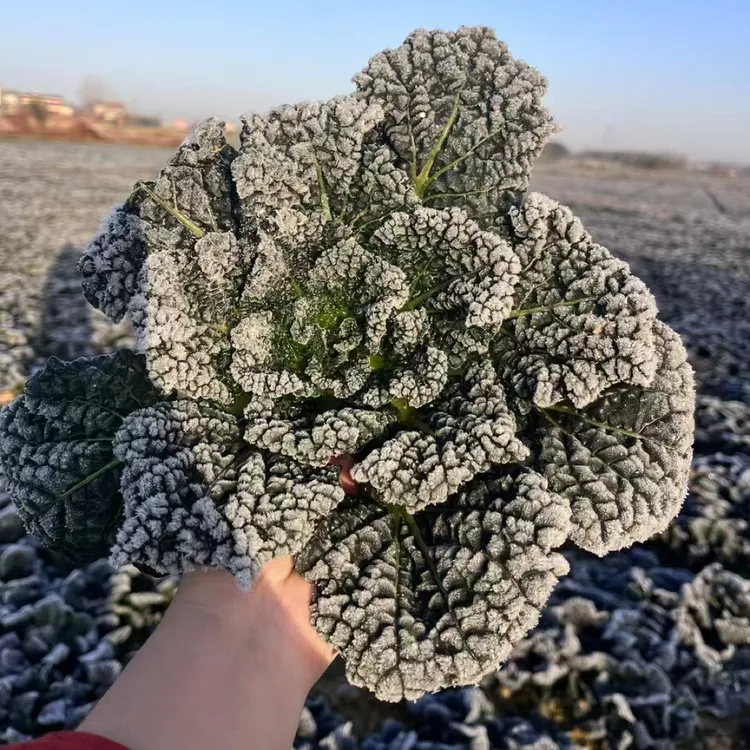 随州特产泡泡青绿骏出品一级泡泡青陈家湾原产区新鲜现发顺丰包邮