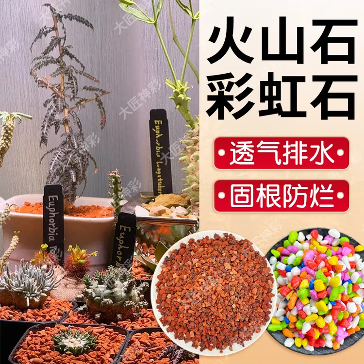 花盆多肉铺面绿植大盆栽郁金香兰花水培植物彩虹石火山石网红植物