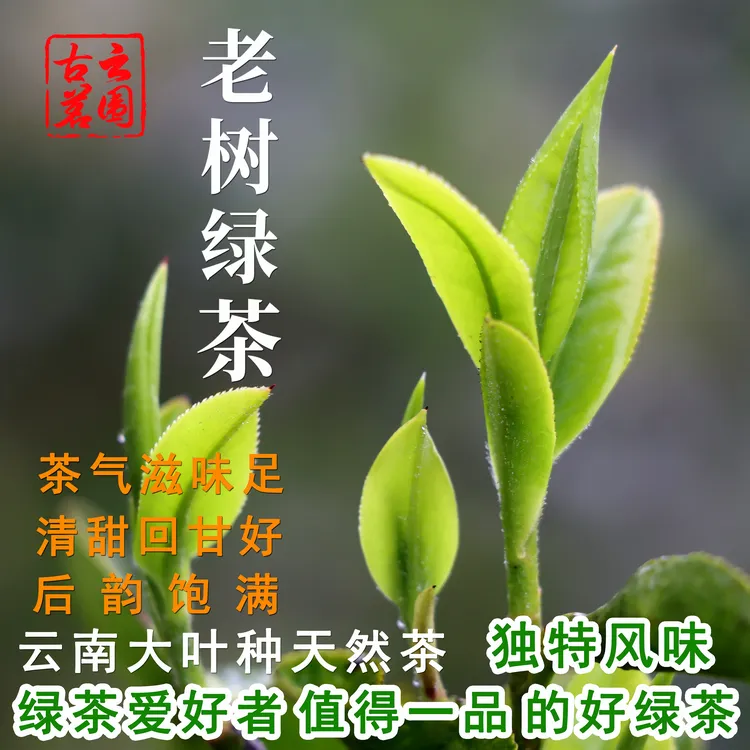 纯天然 老树绿茶 云南大叶老品种绿茶 大围山茶 云围古茗茶业