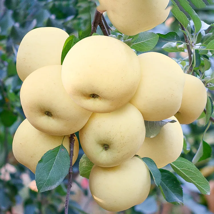 奶油富士4.5斤中通快递8.5斤京东快递