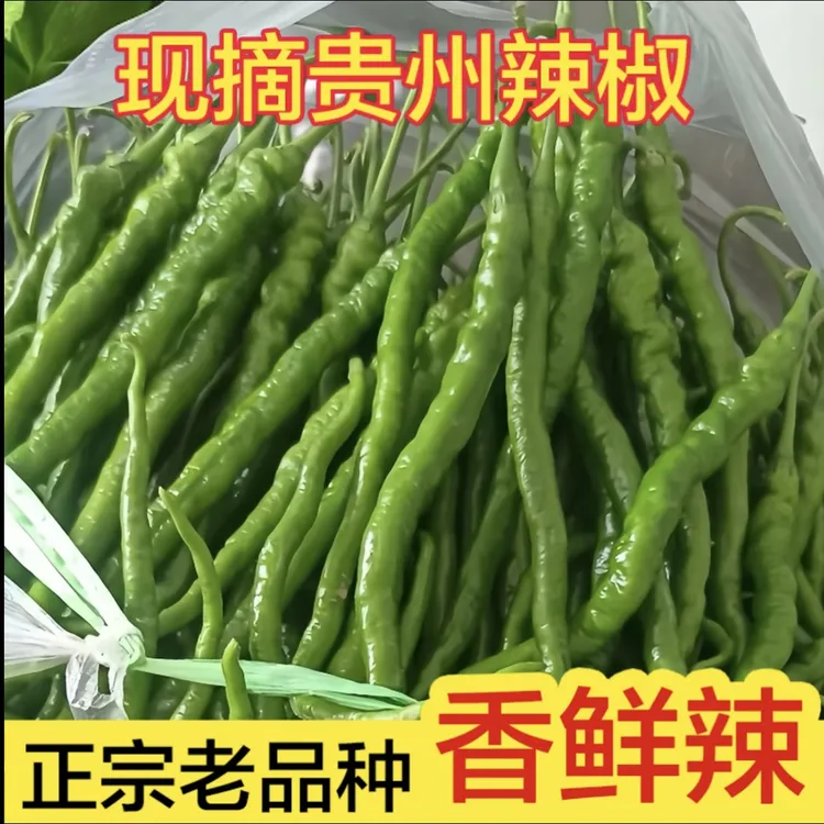 贵州高山本地辣椒 青辣椒 鸡爪椒 二荆条 螺丝椒 新鲜现摘
