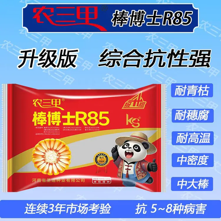 棒博士R85升级版综合抗性强抗倒伏耐高温农三甲棒博士高产玉米种