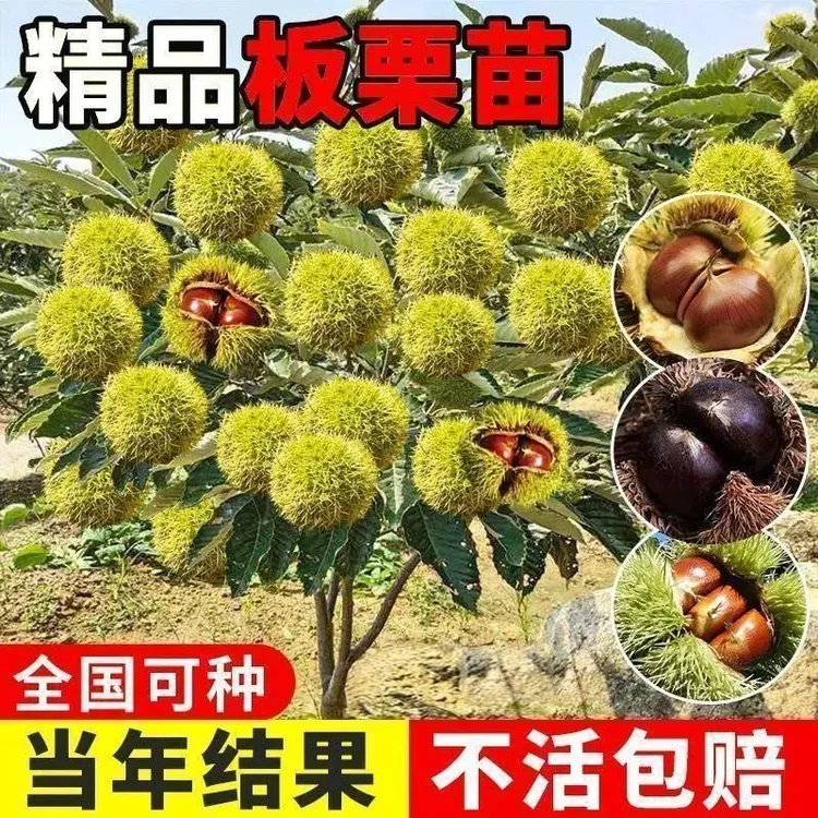 板栗树苗王中王大板栗南北方盆栽地栽特大栗子苗当年结果果树果苗