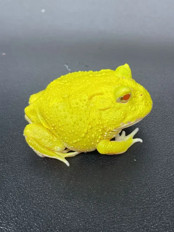 蛋黄 角蛙活体小宠物可直播挑选到家