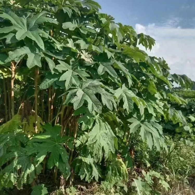 大通草种子25年新采通草种1300粒