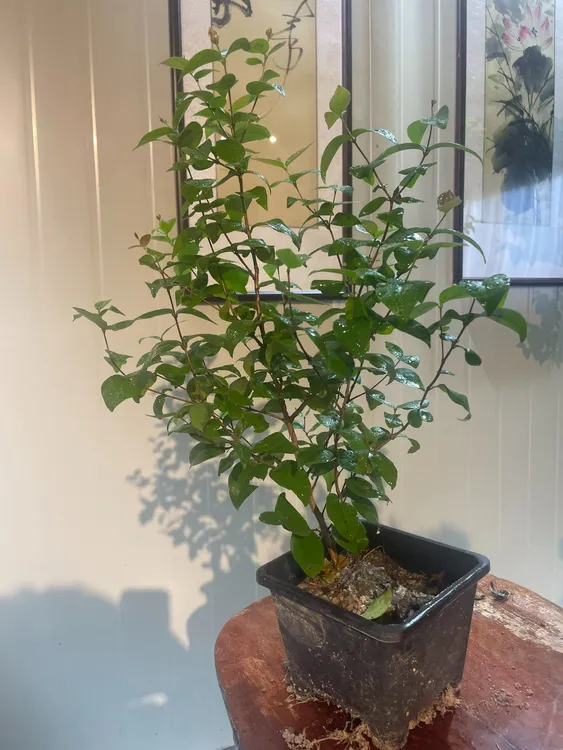 进口巴西红果苗3年苗巴西樱桃红灯笼果绿植庭院树苗盆栽苗海棠树