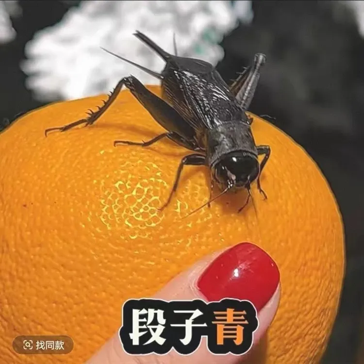 天津直发黑虫油葫芦李志黑虫名家份房 6 条