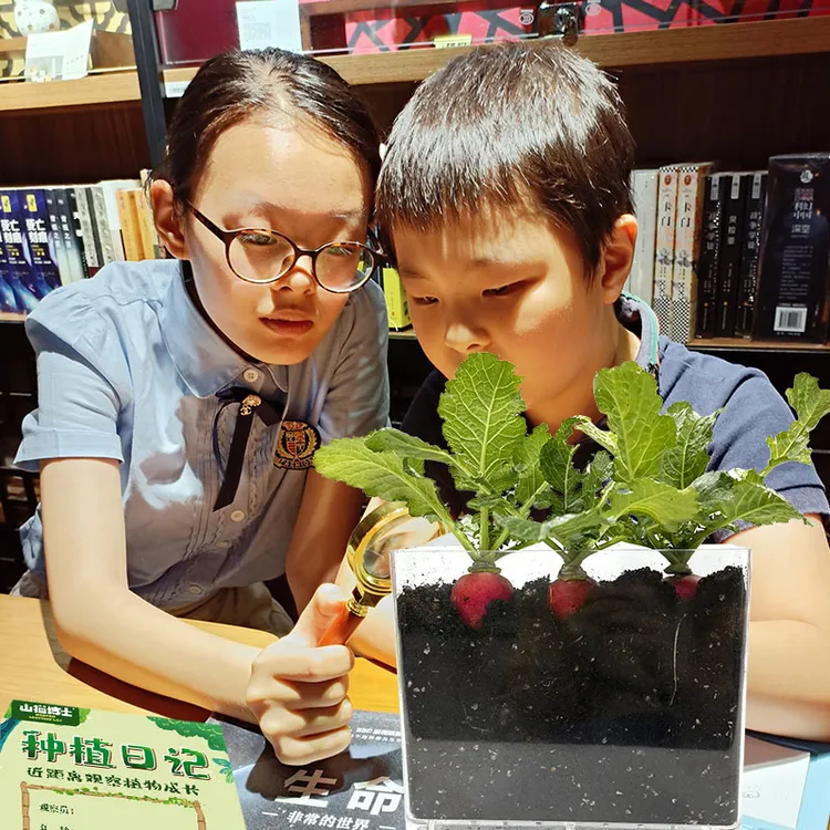 山猫博士儿童种植小盆栽迷你花农幼儿园小学生植物生长观察绿植盒