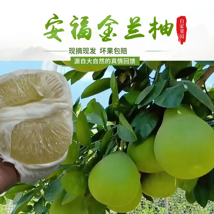 【小浩安福金兰柚】正宗金兰柚安福蚕子纯甜无酸 果园直发 坏果包赔