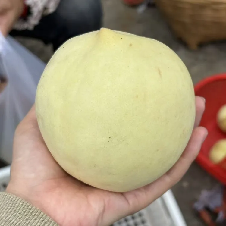 新鲜现摘现发脆甜多汁当季应季水果冬桃映霜红