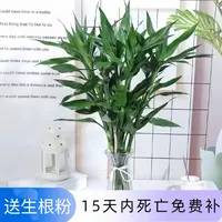 富贵竹水培植物室内客厅转运竹龙竹观音竹办公室桌面绿植四季盆栽
