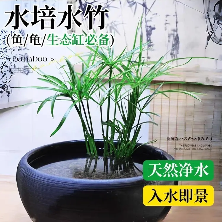水竹旱伞草风车草水生水养盆栽植物水培竹子鱼缸池塘造景净化水质