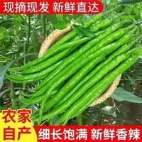 新鲜线椒产地直发青线椒现摘现发