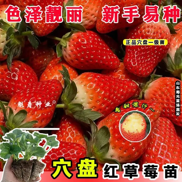 山东穴盘苗草莓苗好养活四季带土穴盘淡雪天使草莓苗南北种植阳台