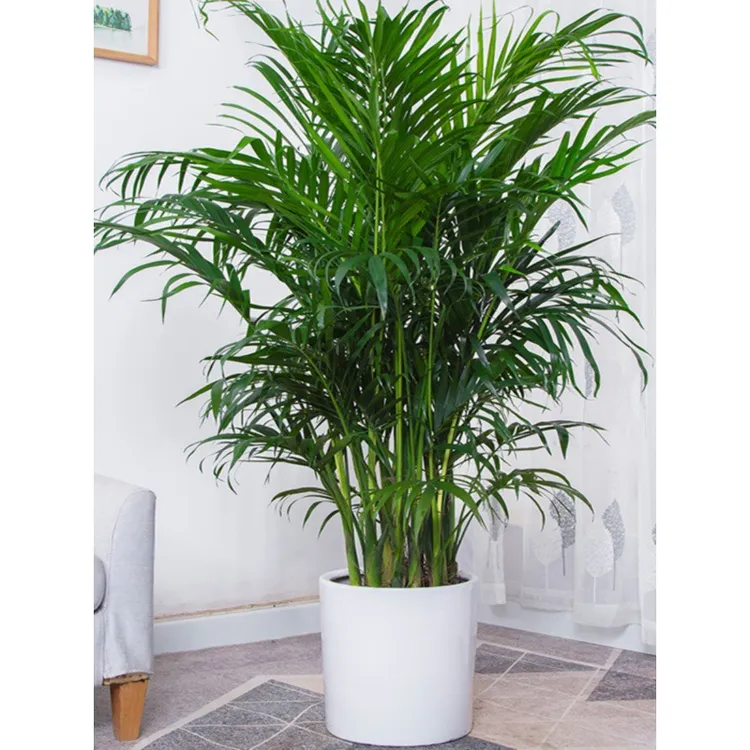 客厅大颗散尾葵植物凤尾竹室内绿植盆栽大号夏威夷椰子不死耐冻