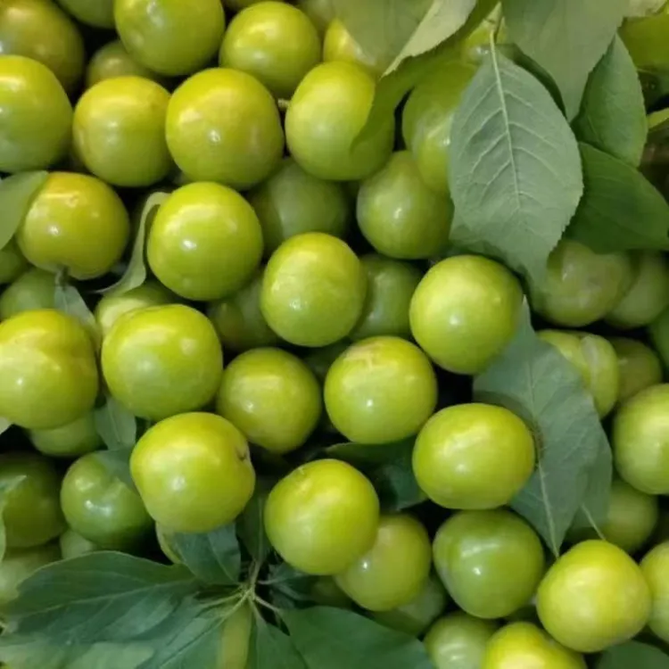 广东钱排三月李新鲜水果酸脆解腻孕妇适宜大果当天采摘