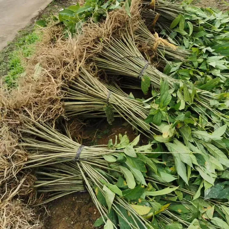 【种苗】苗根系黄花倒水莲观音串倒吊黄绿植黄花远志5株裸根